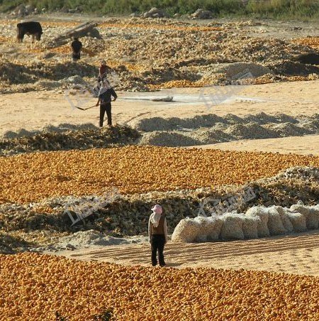 重庆合川土地流转价格？