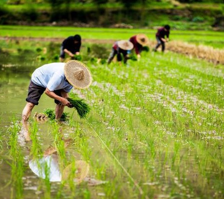 16年土地流转每亩多少钱？流转新政策是什么？