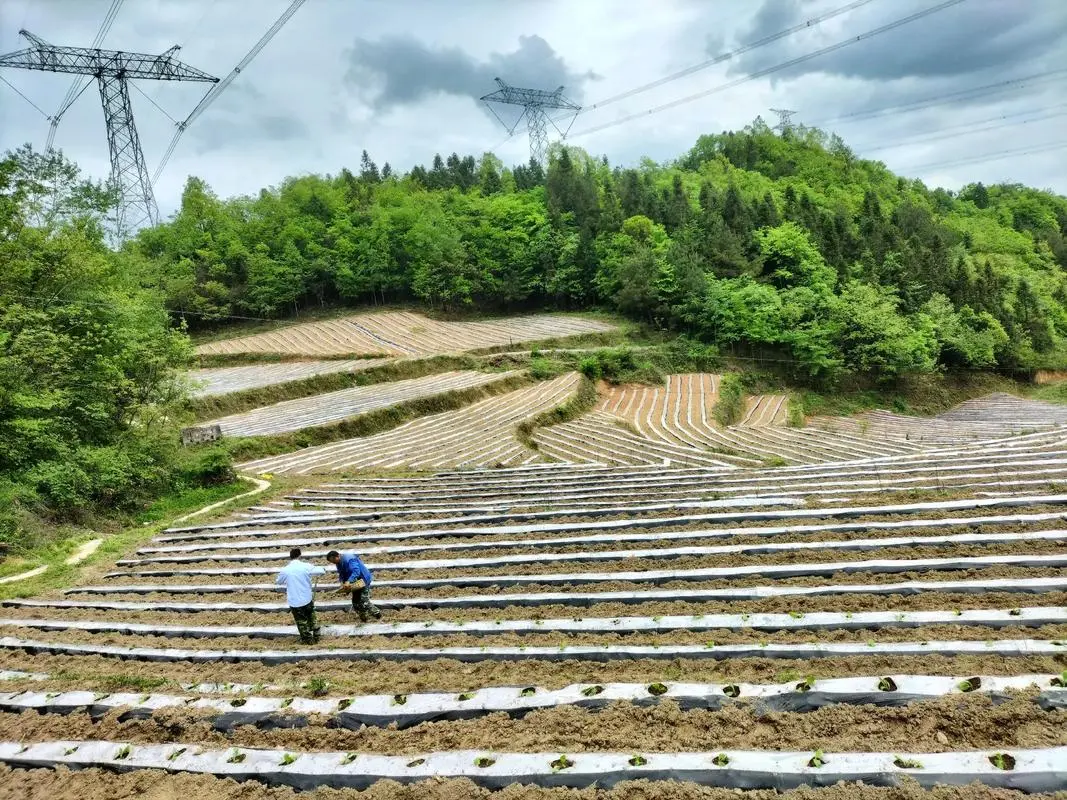 乡村土地流转重庆最新政策？