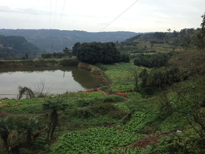 重庆农村土地林地可以出租合法吗？   