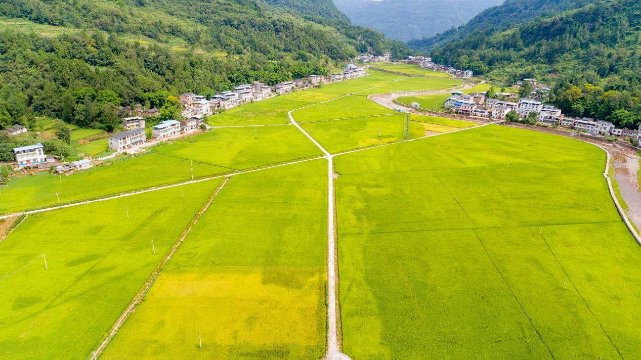 重庆农村土地确权土地编号吗？