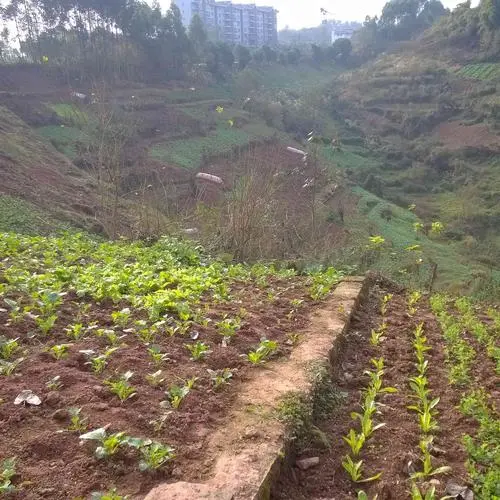 重庆农村土地确权新政策？