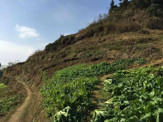 重庆大渡口区土地流转价格多少？