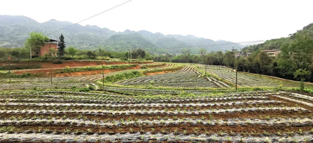 重庆彭水农村土地整治每亩多少钱？