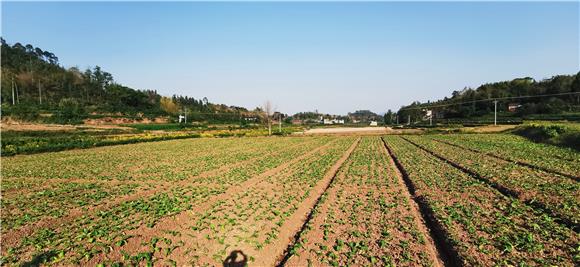 重庆彭水农村宅基地复垦的政策？