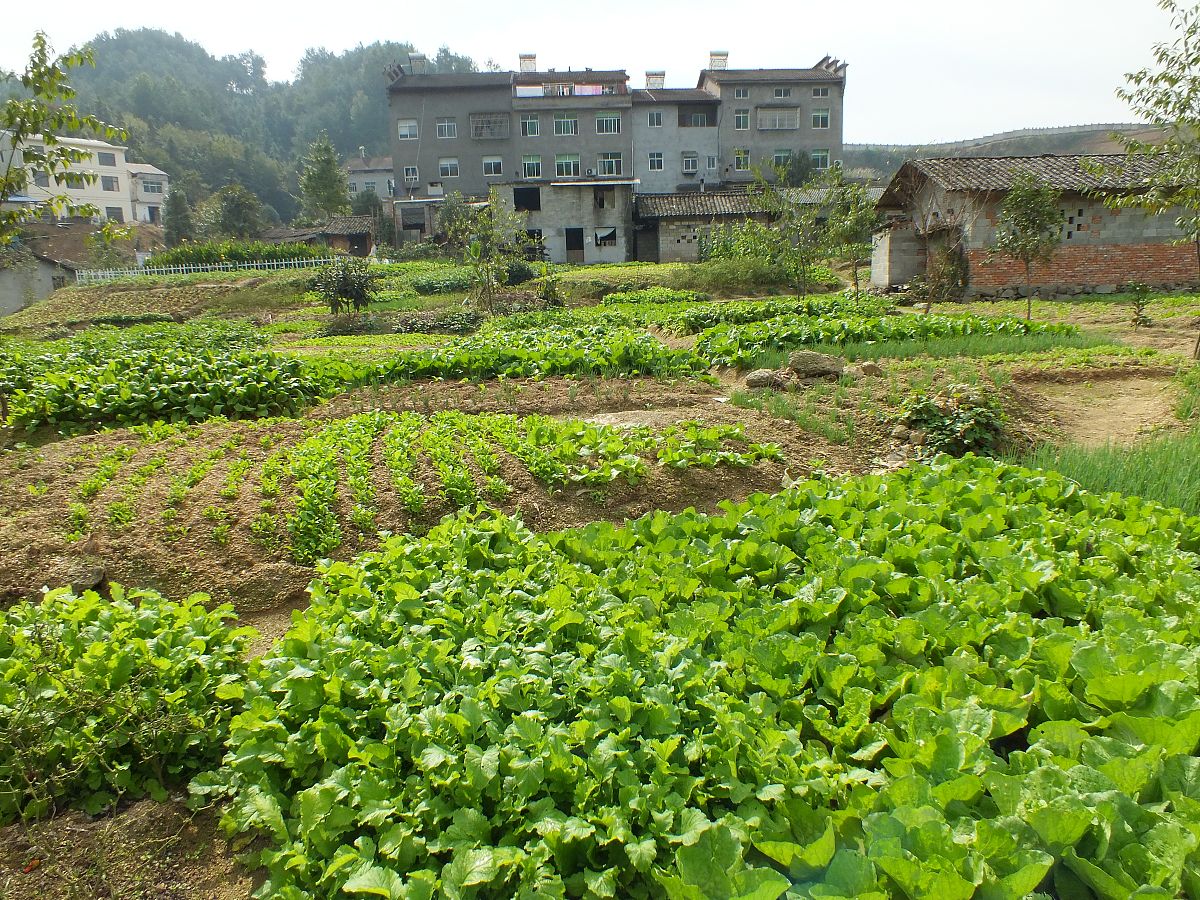 重庆市农村土地补偿是按哪年标准？