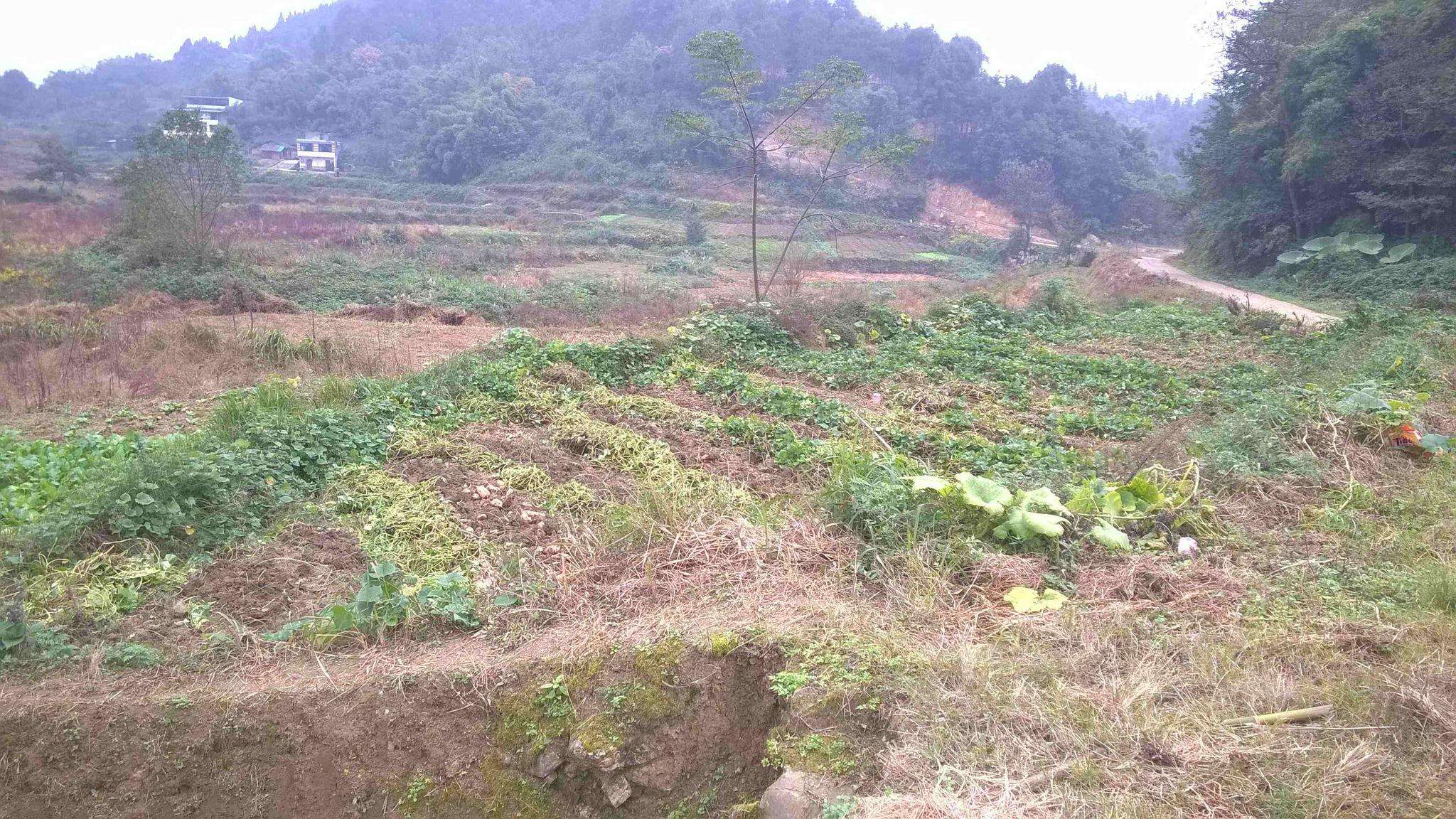 重庆市农村土地复垦管理办法？