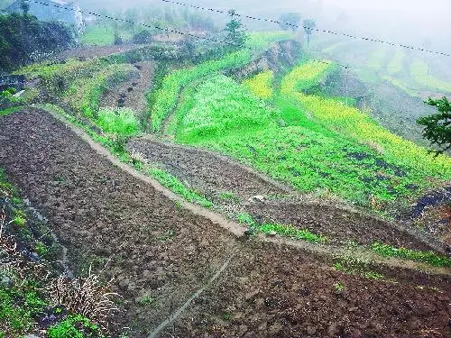 重庆市农村土地所有权归谁？