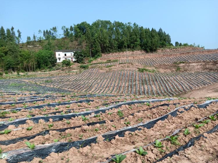 重庆市忠县白石镇有土地流转没？